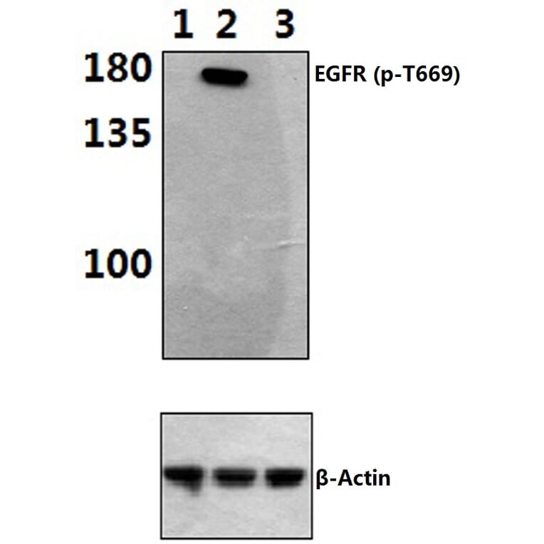 Anti-EGFR (phospho-T669) Antibody from Bioworld Technology (BS4063) - Antibodies.com