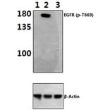 Anti-EGFR (phospho-T669) Antibody from Bioworld Technology (BS4063) - Antibodies.com
