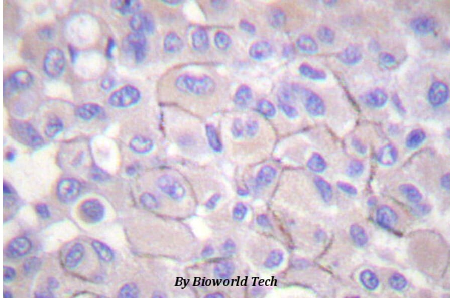 Anti-EGFR (phospho-T669) Antibody from Bioworld Technology (BS4063) - Antibodies.com