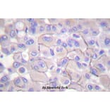 Anti-EGFR (phospho-T669) Antibody from Bioworld Technology (BS4063) - Antibodies.com