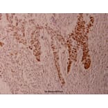 Anti-Elk1 (phospho-S383) Antibody from Bioworld Technology (BS4065) - Antibodies.com