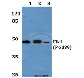 Anti-Elk1 (phospho-S389) Antibody from Bioworld Technology (BS4066) - Antibodies.com