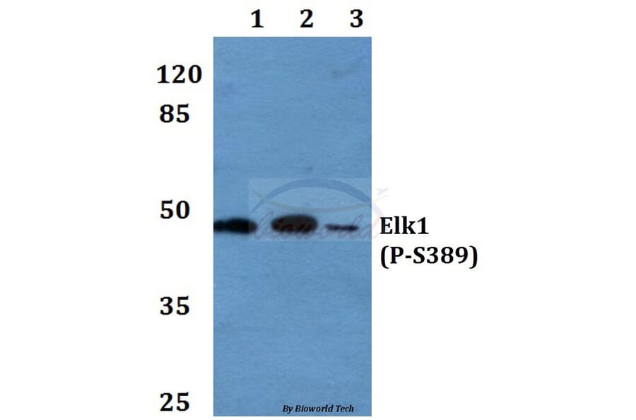 Anti-Elk1 (phospho-S389) Antibody from Bioworld Technology (BS4066) - Antibodies.com