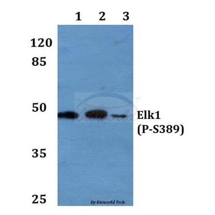 Anti-Elk1 (phospho-S389) Antibody from Bioworld Technology (BS4066) - Antibodies.com