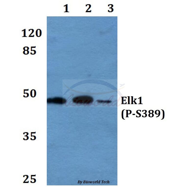 Anti-Elk1 (phospho-S389) Antibody from Bioworld Technology (BS4066) - Antibodies.com