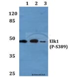 Anti-Elk1 (phospho-S389) Antibody from Bioworld Technology (BS4066) - Antibodies.com