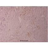 Anti-Elk1 (phospho-S389) Antibody from Bioworld Technology (BS4066) - Antibodies.com