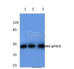 Anti-Elk1 (phospho-T417) Antibody from Bioworld Technology (BS4067) - Antibodies.com