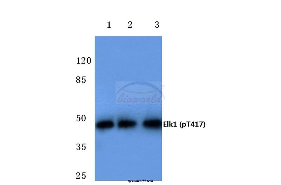 Anti-Elk1 (phospho-T417) Antibody from Bioworld Technology (BS4067) - Antibodies.com