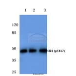 Anti-Elk1 (phospho-T417) Antibody from Bioworld Technology (BS4067) - Antibodies.com