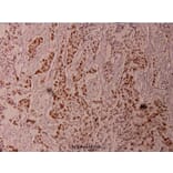 Anti-Elk1 (phospho-T417) Antibody from Bioworld Technology (BS4067) - Antibodies.com