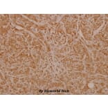 Anti-ERα (phospho-S106) Antibody from Bioworld Technology (BS4070) - Antibodies.com
