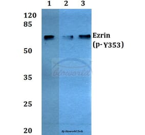 Anti-Ezrin (phospho-Y353) Antibody from Bioworld Technology (BS4073) - Antibodies.com