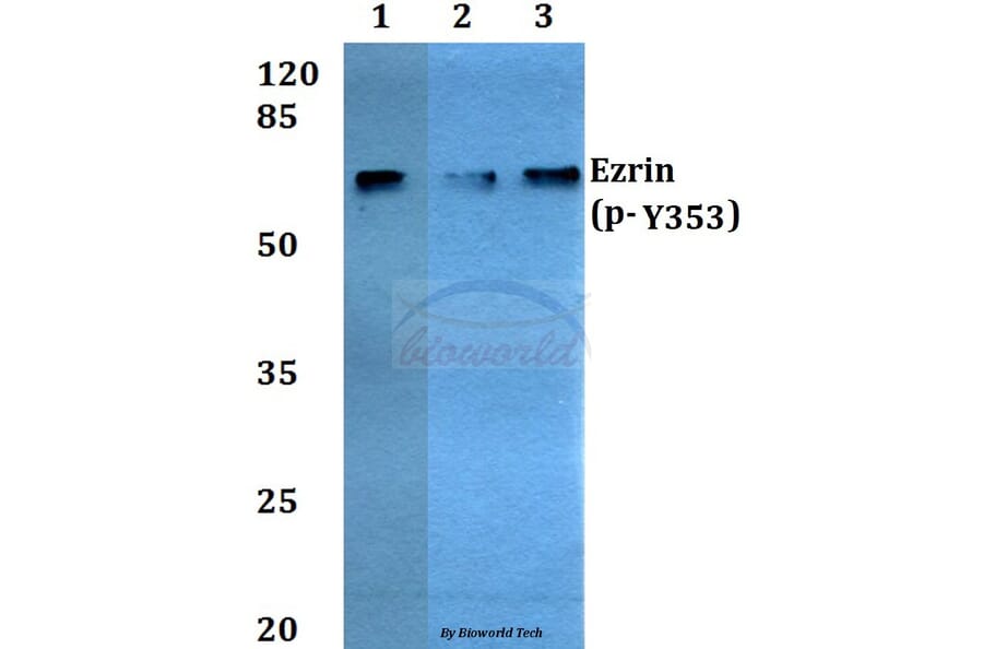 Anti-Ezrin (phospho-Y353) Antibody from Bioworld Technology (BS4073) - Antibodies.com