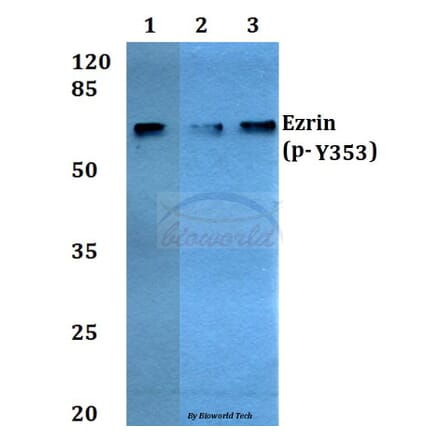 Anti-Ezrin (phospho-Y353) Antibody from Bioworld Technology (BS4073) - Antibodies.com