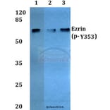 Anti-Ezrin (phospho-Y353) Antibody from Bioworld Technology (BS4073) - Antibodies.com
