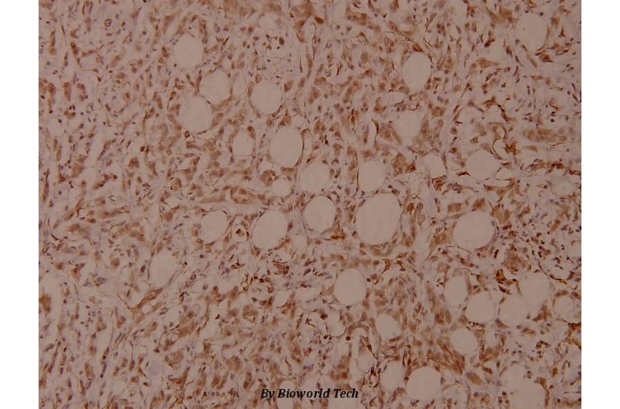 Anti-Filamin 1 (phospho-S2152) Antibody from Bioworld Technology (BS4075) - Antibodies.com