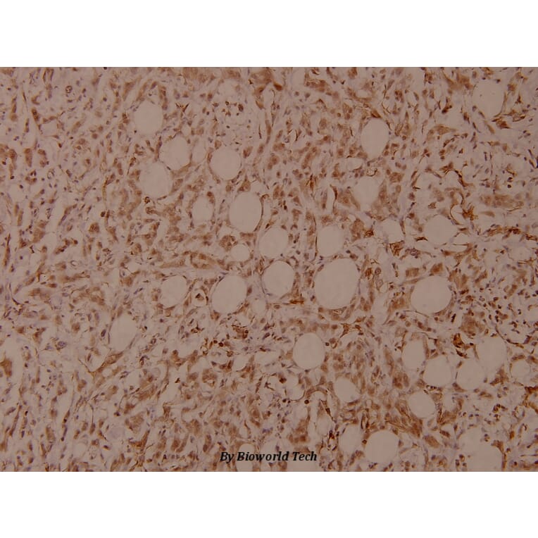 Anti-Filamin 1 (phospho-S2152) Antibody from Bioworld Technology (BS4075) - Antibodies.com