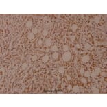 Anti-Filamin 1 (phospho-S2152) Antibody from Bioworld Technology (BS4075) - Antibodies.com