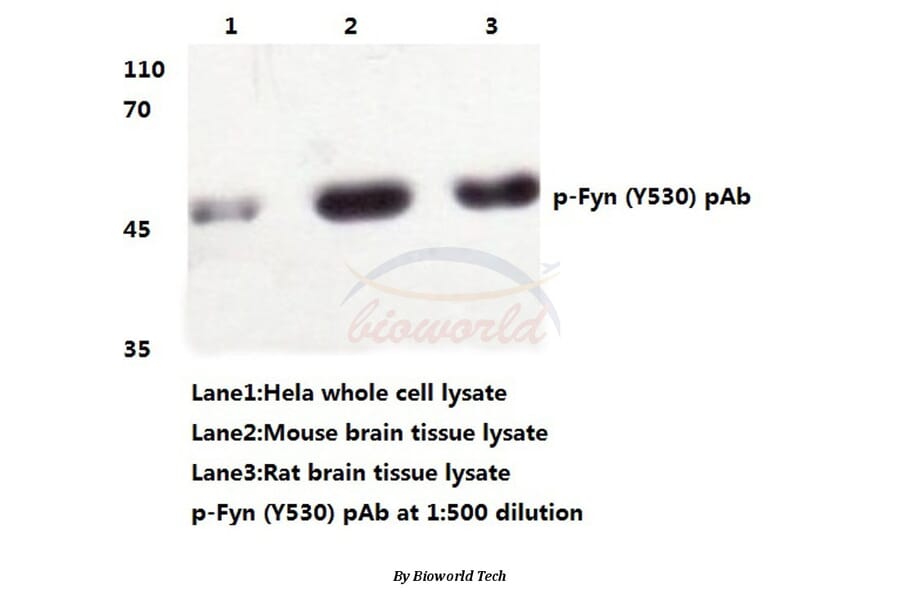 Anti-Fyn (phospho-Y530) Antibody from Bioworld Technology (BS4076) - Antibodies.com