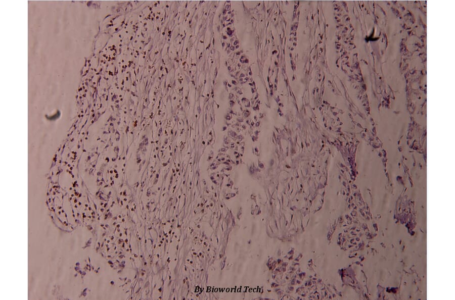 Anti-Fyn (phospho-Y530) Antibody from Bioworld Technology (BS4076) - Antibodies.com