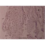 Anti-Fyn (phospho-Y530) Antibody from Bioworld Technology (BS4076) - Antibodies.com