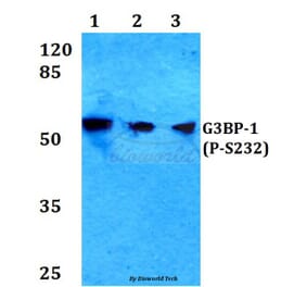 Anti-G3BP-1 (phospho-S232) Antibody from Bioworld Technology (BS4077) - Antibodies.com