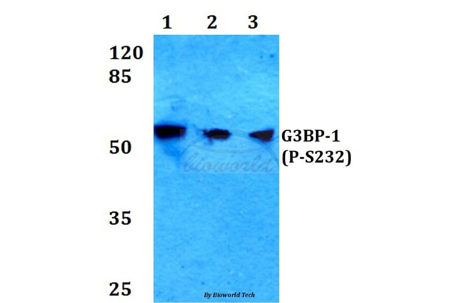 Anti-G3BP-1 (phospho-S232) Antibody from Bioworld Technology (BS4077) - Antibodies.com