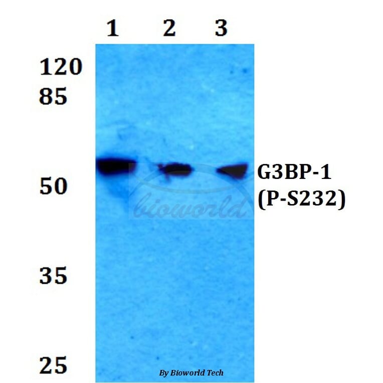 Anti-G3BP-1 (phospho-S232) Antibody from Bioworld Technology (BS4077) - Antibodies.com