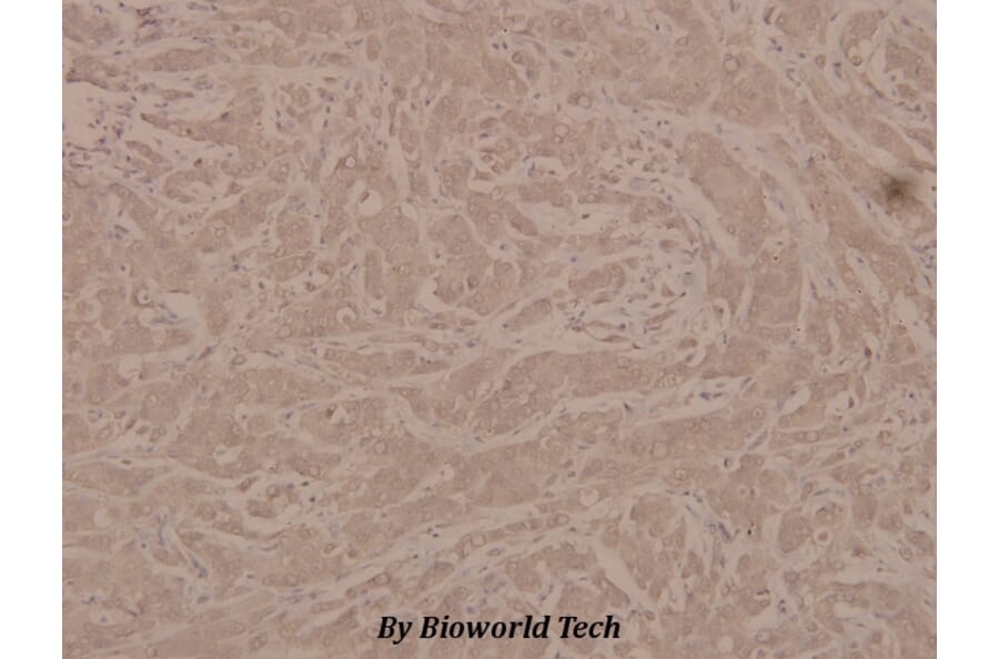Anti-G3BP-1 (phospho-S232) Antibody from Bioworld Technology (BS4077) - Antibodies.com
