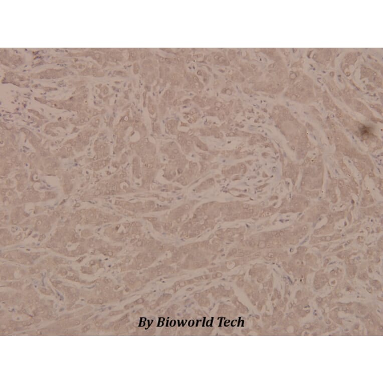 Anti-G3BP-1 (phospho-S232) Antibody from Bioworld Technology (BS4077) - Antibodies.com