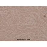 Anti-G3BP-1 (phospho-S232) Antibody from Bioworld Technology (BS4077) - Antibodies.com