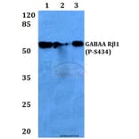 Anti-GABAA Rβ1 (phospho-S434) Antibody from Bioworld Technology (BS4078) - Antibodies.com