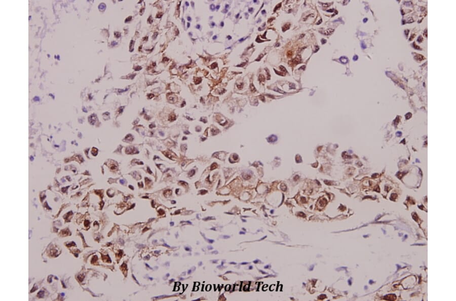 Anti-GABAA Rβ1 (phospho-S434) Antibody from Bioworld Technology (BS4078) - Antibodies.com