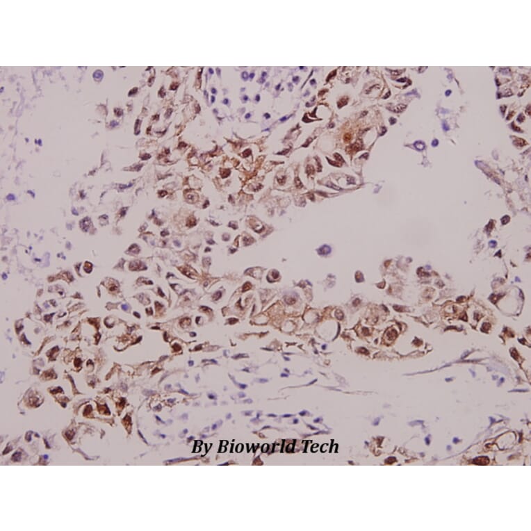 Anti-GABAA Rβ1 (phospho-S434) Antibody from Bioworld Technology (BS4078) - Antibodies.com