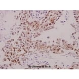 Anti-GABAA Rβ1 (phospho-S434) Antibody from Bioworld Technology (BS4078) - Antibodies.com