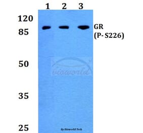 Anti-GR (phospho-S226) Antibody from Bioworld Technology (BS4081) - Antibodies.com