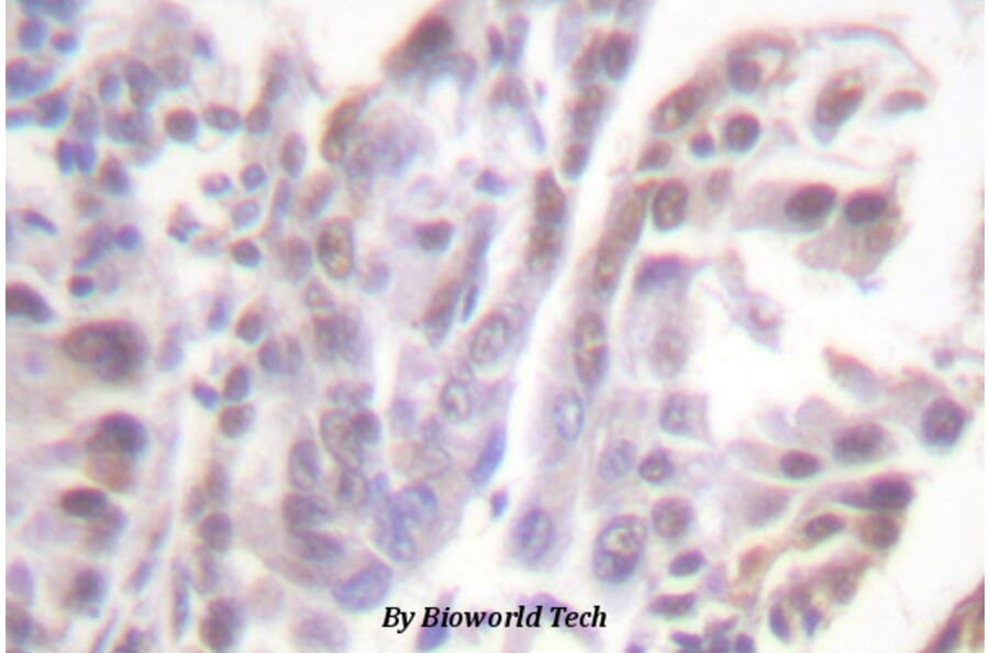 Anti-GR (phospho-S226) Antibody from Bioworld Technology (BS4081) - Antibodies.com