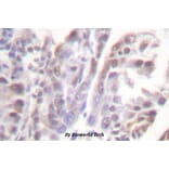 Anti-GR (phospho-S226) Antibody from Bioworld Technology (BS4081) - Antibodies.com