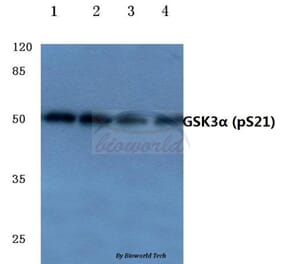 Anti-GSK3α (phospho-S21) Antibody from Bioworld Technology (BS4082) - Antibodies.com