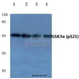 Anti-GSK3α (phospho-S21) Antibody from Bioworld Technology (BS4082) - Antibodies.com