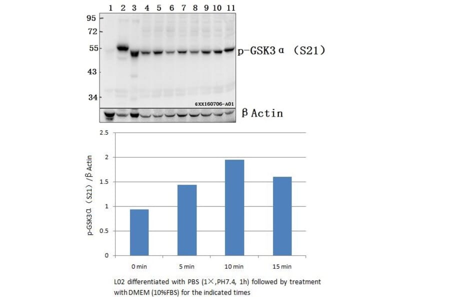 Anti-GSK3α (phospho-S21) Antibody from Bioworld Technology (BS4082) - Antibodies.com