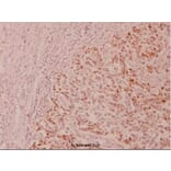 Anti-GSK3α (phospho-S21) Antibody from Bioworld Technology (BS4082) - Antibodies.com