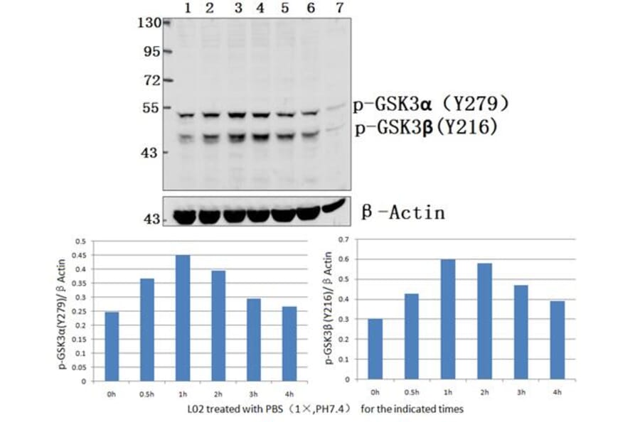 Anti-GSK3α/β (phospho-Y279/216) Antibody from Bioworld Technology (BS4083) - Antibodies.com