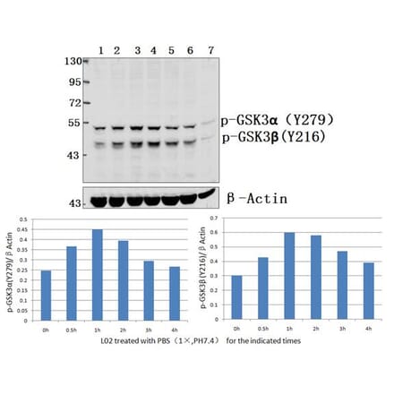 Anti-GSK3α/β (phospho-Y279/216) Antibody from Bioworld Technology (BS4083) - Antibodies.com