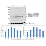 Anti-GSK3α/β (phospho-Y279/216) Antibody from Bioworld Technology (BS4083) - Antibodies.com