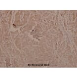 Anti-GSK3α/β (phospho-Y279/216) Antibody from Bioworld Technology (BS4083) - Antibodies.com