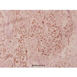 Anti-GSK3β (phospho-S9) Antibody from Bioworld Technology (BS4084) - Antibodies.com