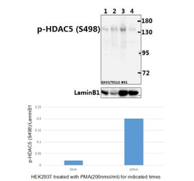 Anti-HDAC5 (phospho-S498) Antibody from Bioworld Technology (BS4086) - Antibodies.com