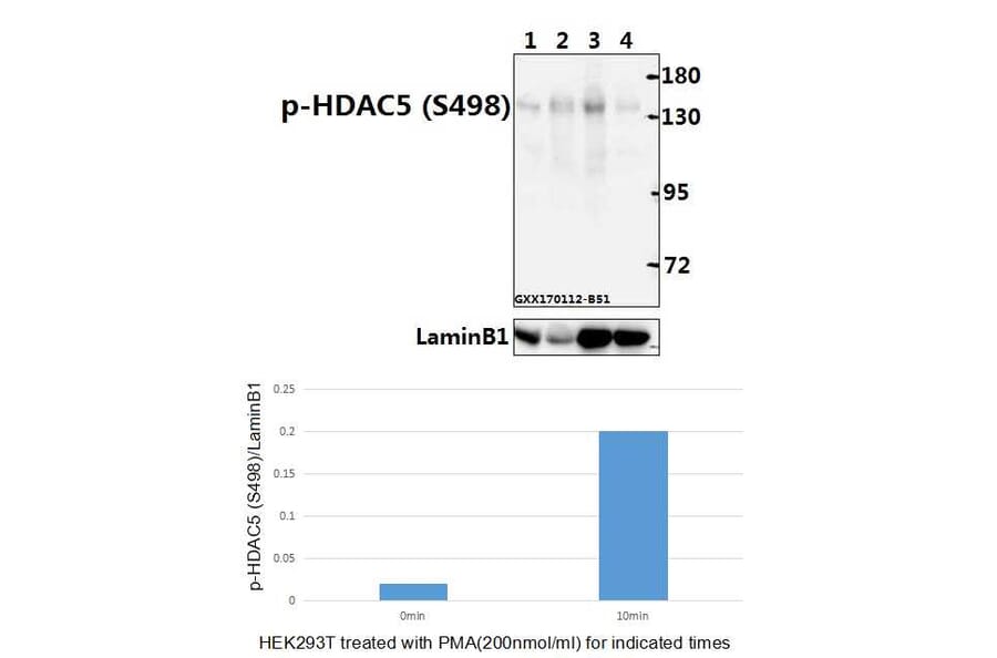Anti-HDAC5 (phospho-S498) Antibody from Bioworld Technology (BS4086) - Antibodies.com